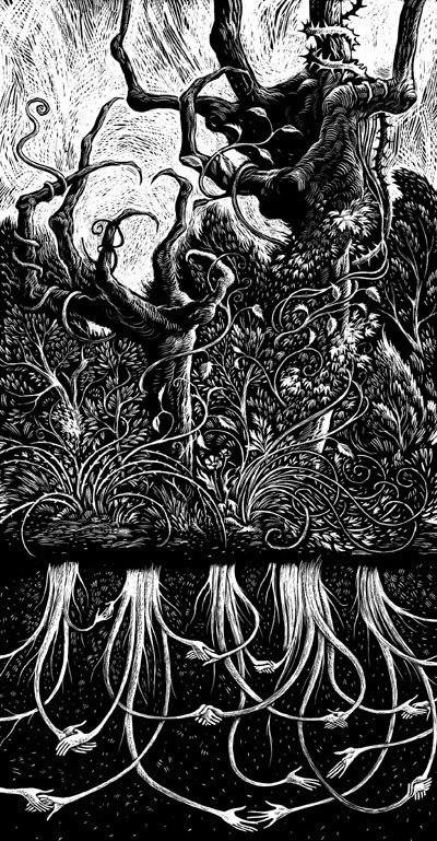 Mycorrhizal Network